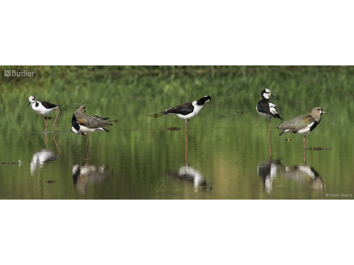 Vanellus chilensis
