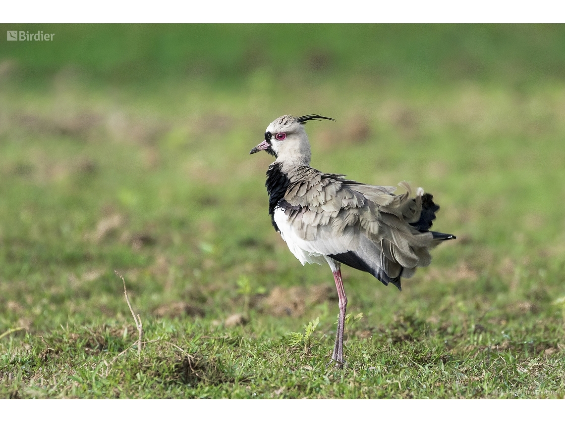 Vanellus chilensis