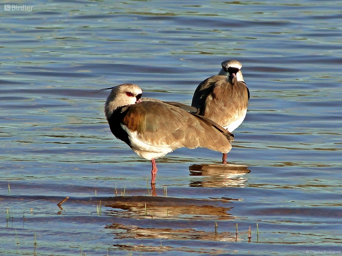 Vanellus chilensis