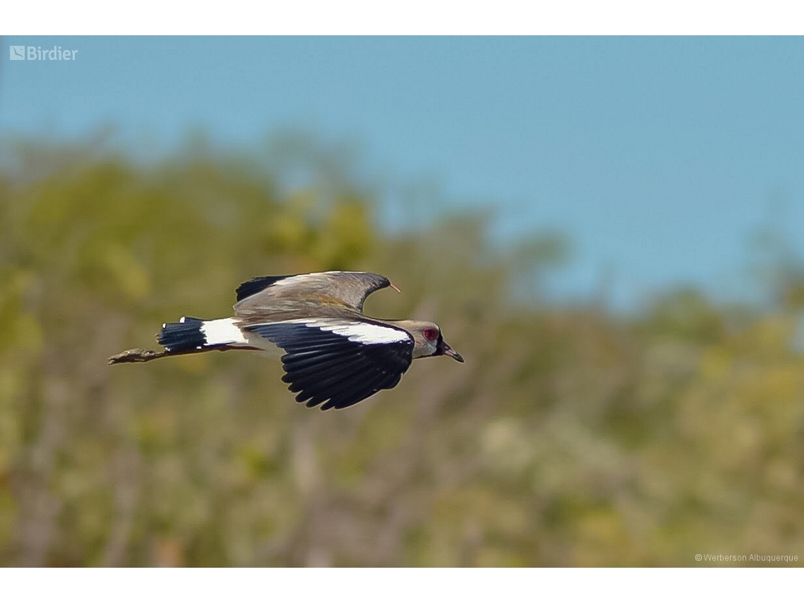 Vanellus chilensis