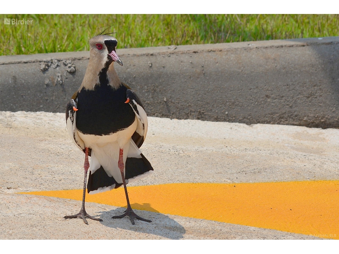 Vanellus chilensis