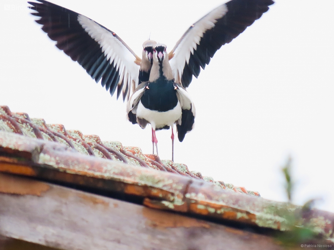 Vanellus chilensis