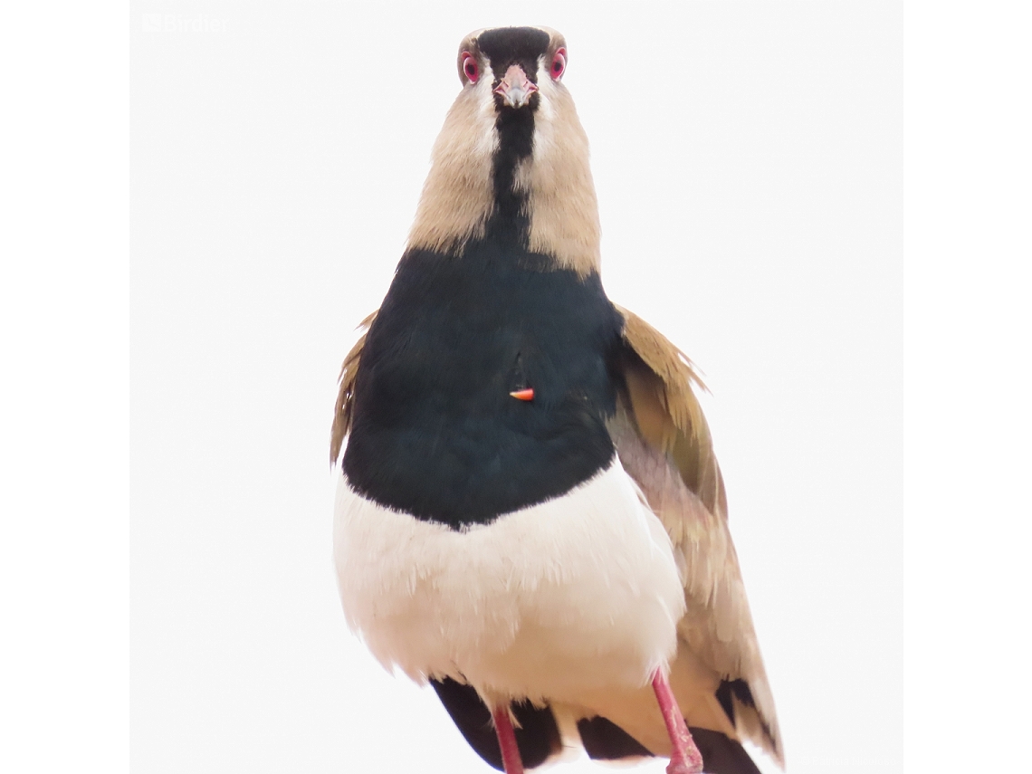 Vanellus chilensis