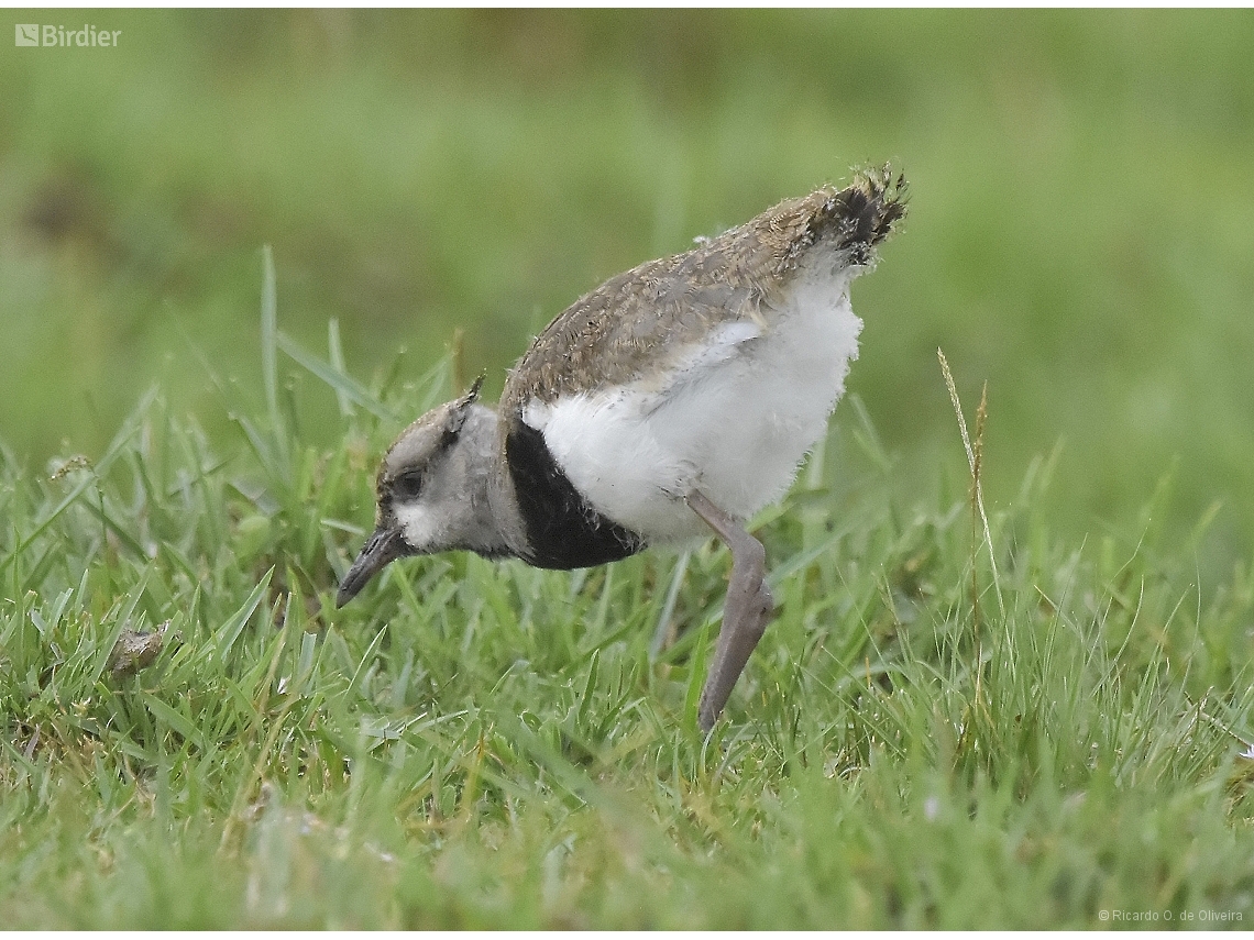 Vanellus chilensis