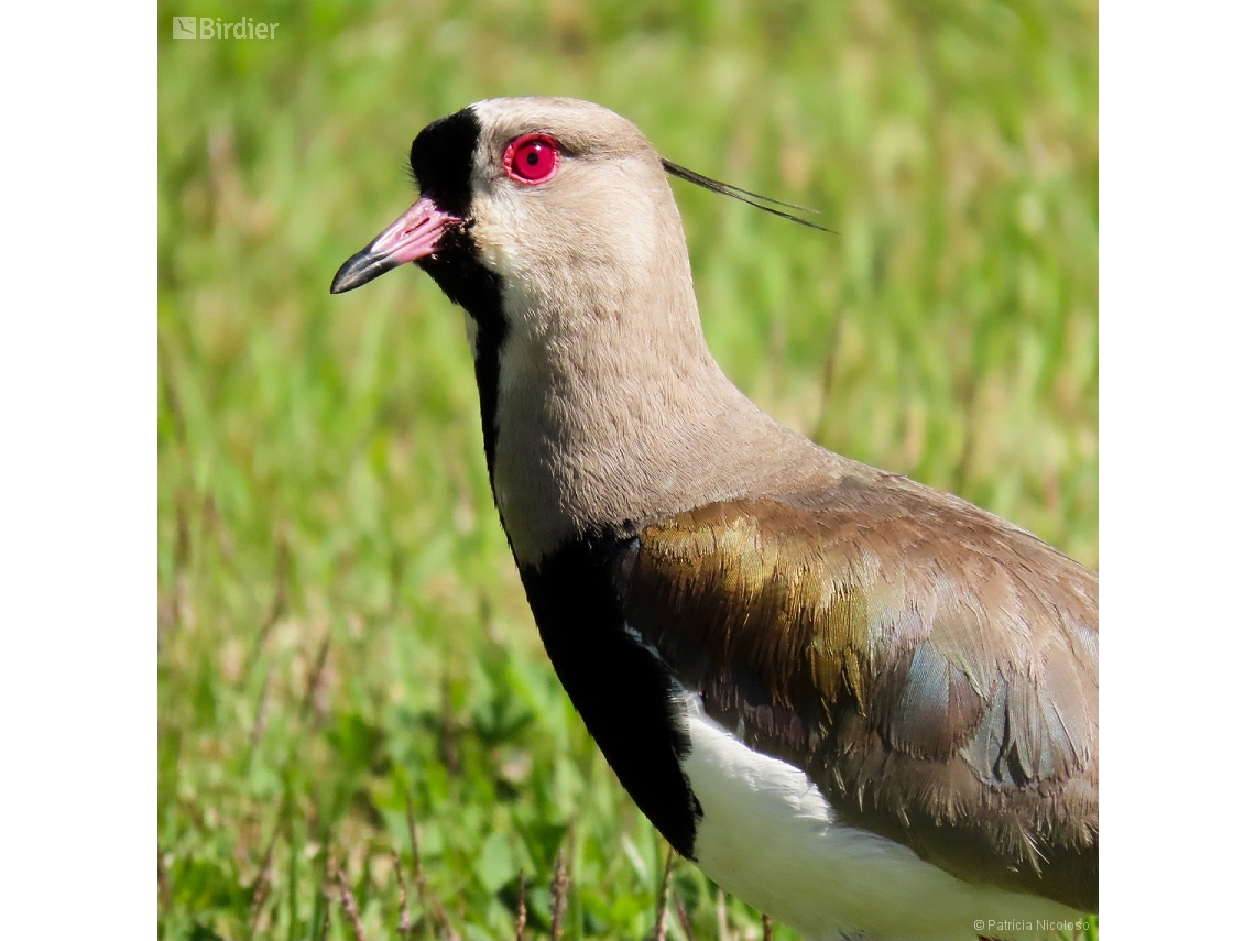 Vanellus chilensis