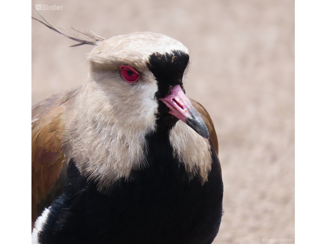 Vanellus chilensis