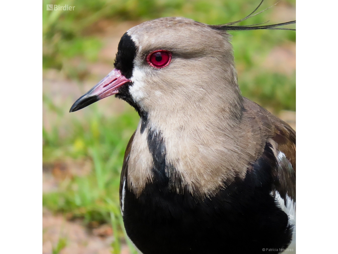 Vanellus chilensis