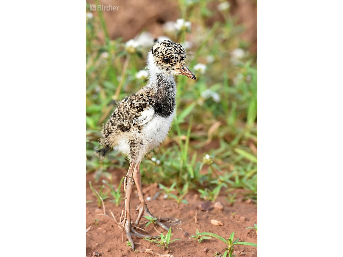 Vanellus chilensis