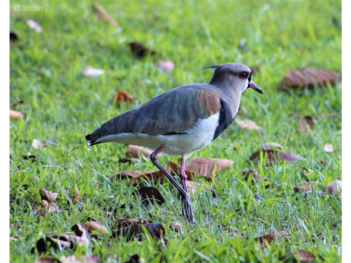 Vanellus chilensis