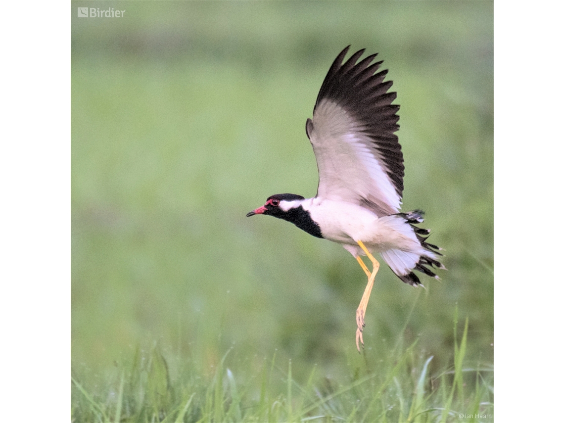 Vanellus indicus
