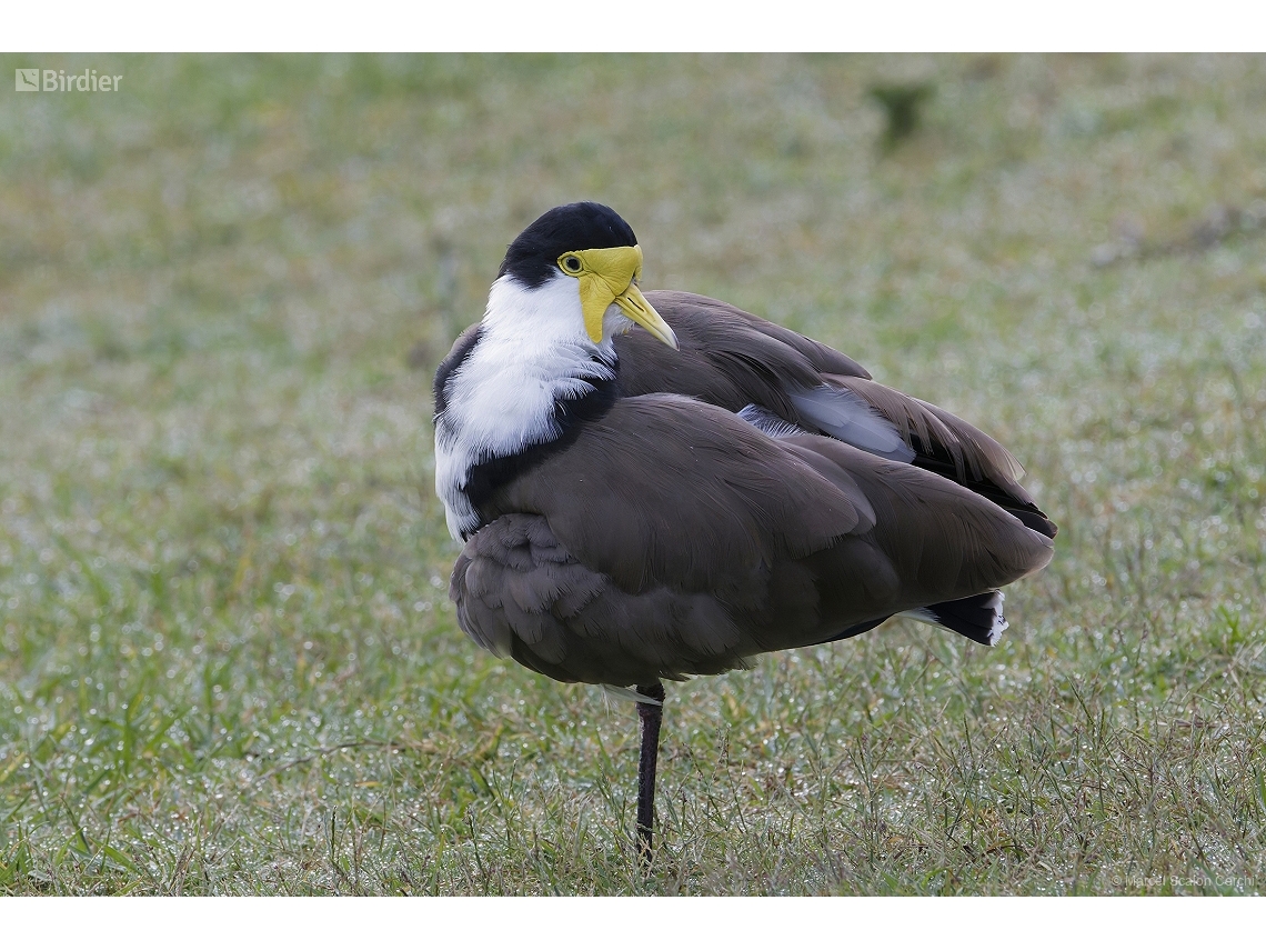 Vanellus miles