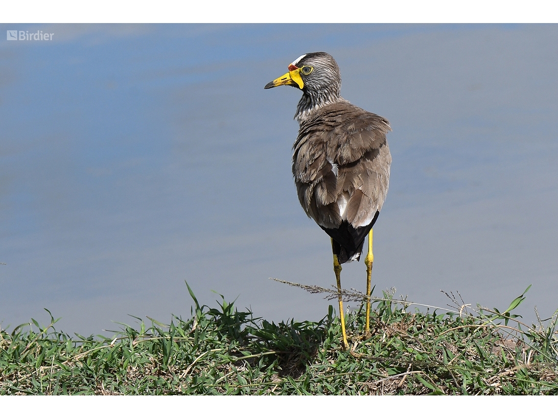 Vanellus senegallus