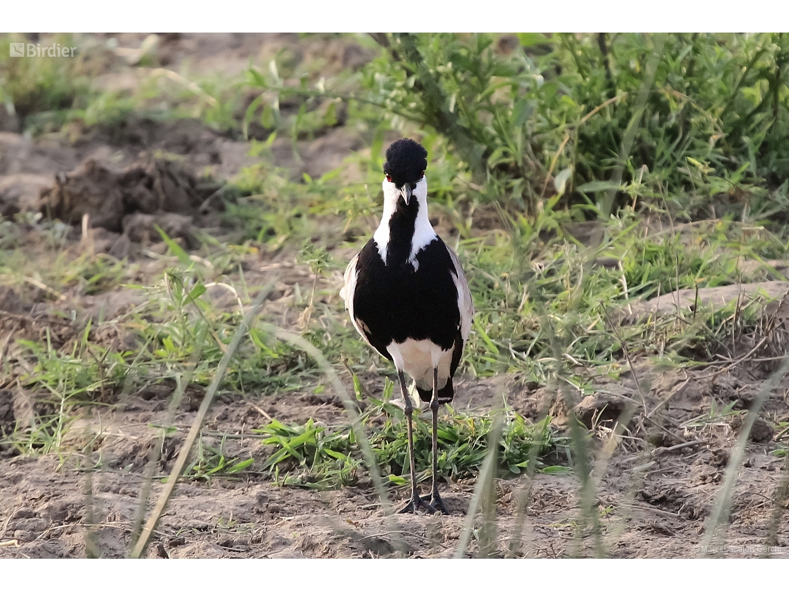 Vanellus spinosus