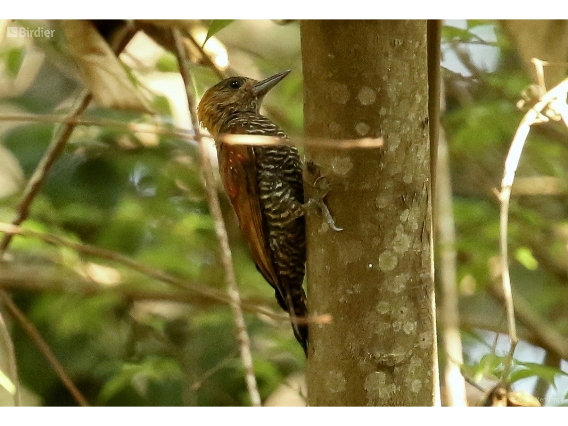 Veniliornis affinis