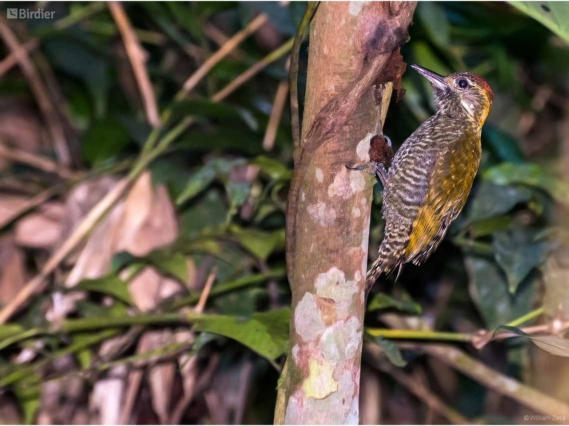 Veniliornis maculifrons