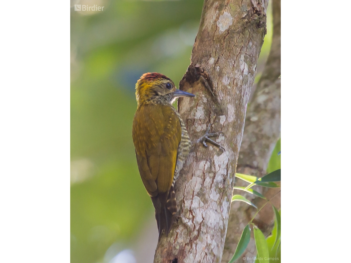 Veniliornis maculifrons