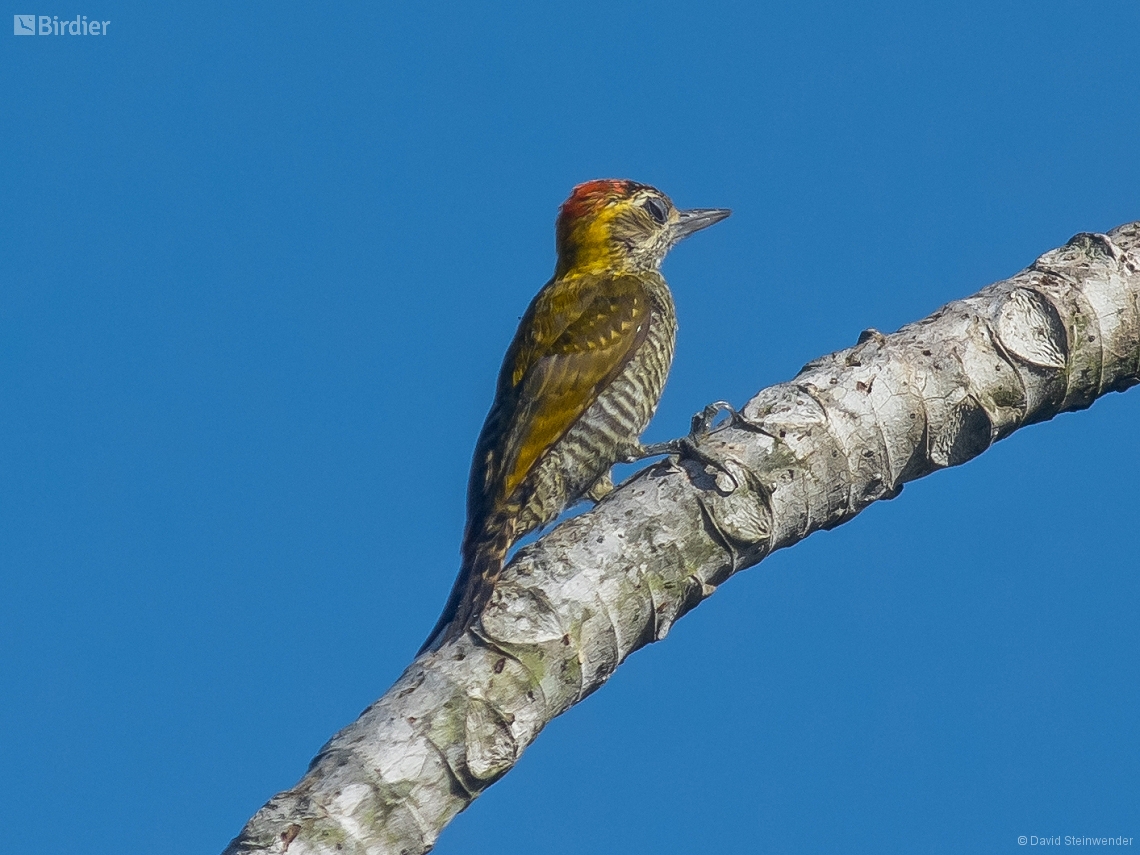 Veniliornis maculifrons
