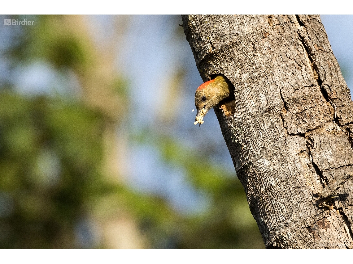 Veniliornis passerinus