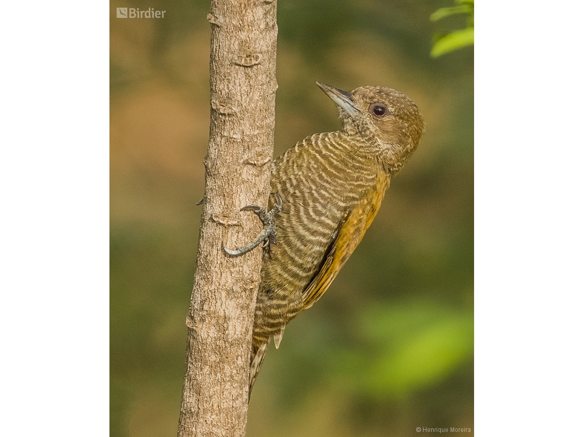 Veniliornis passerinus