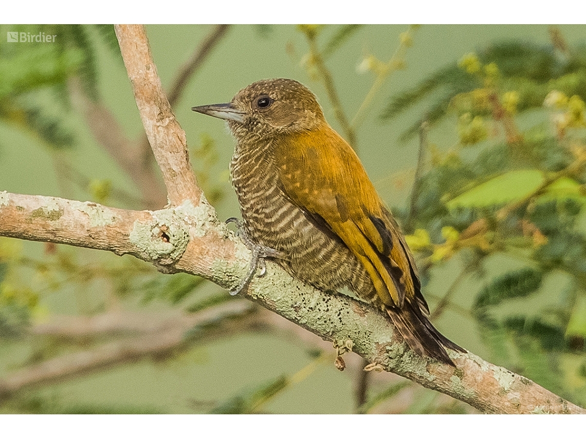 Veniliornis passerinus