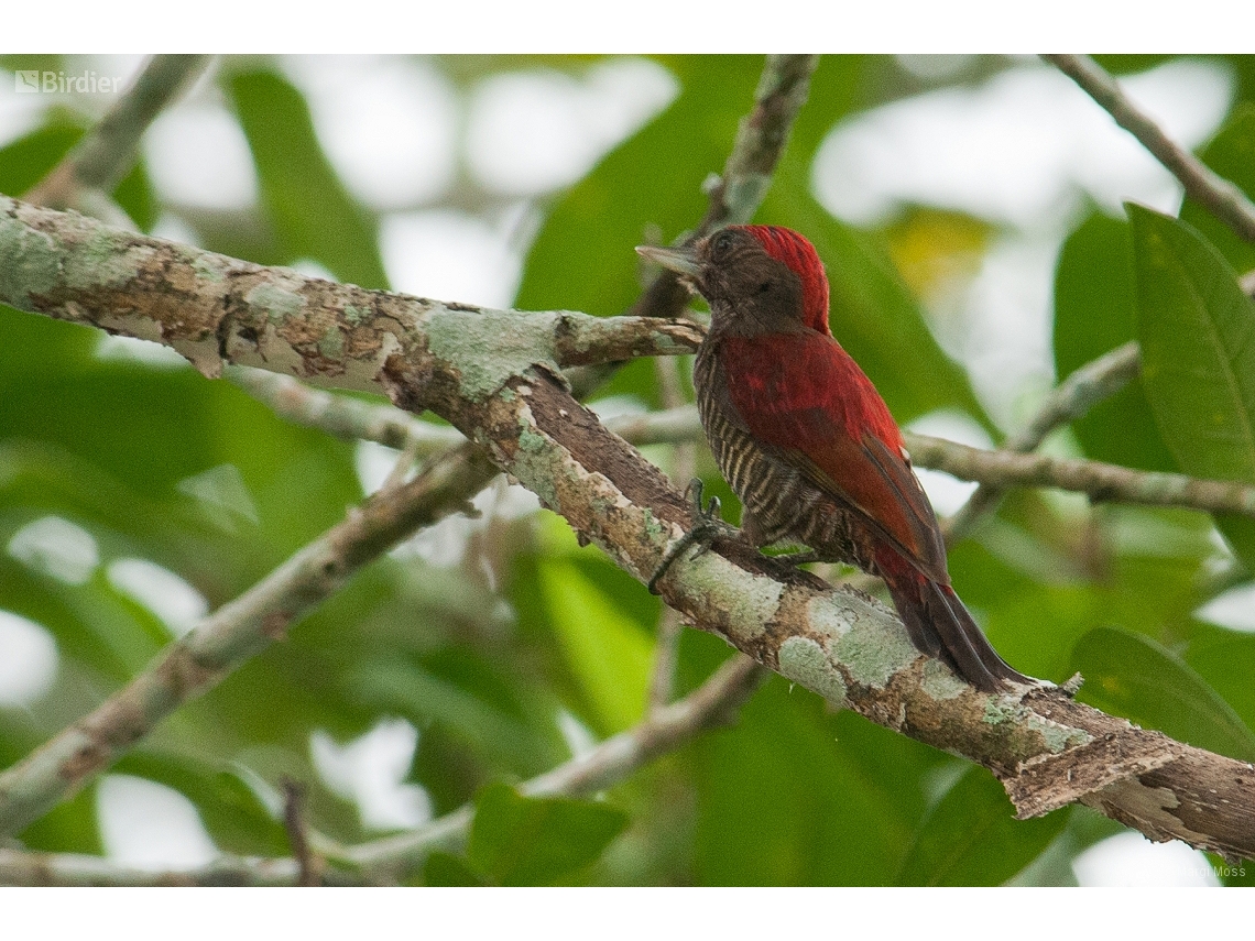 Veniliornis sanguineus