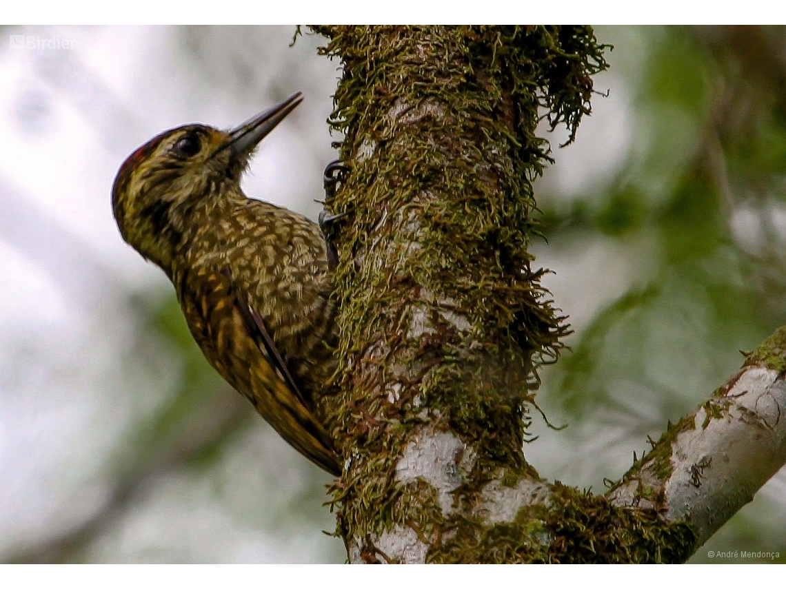 Veniliornis spilogaster