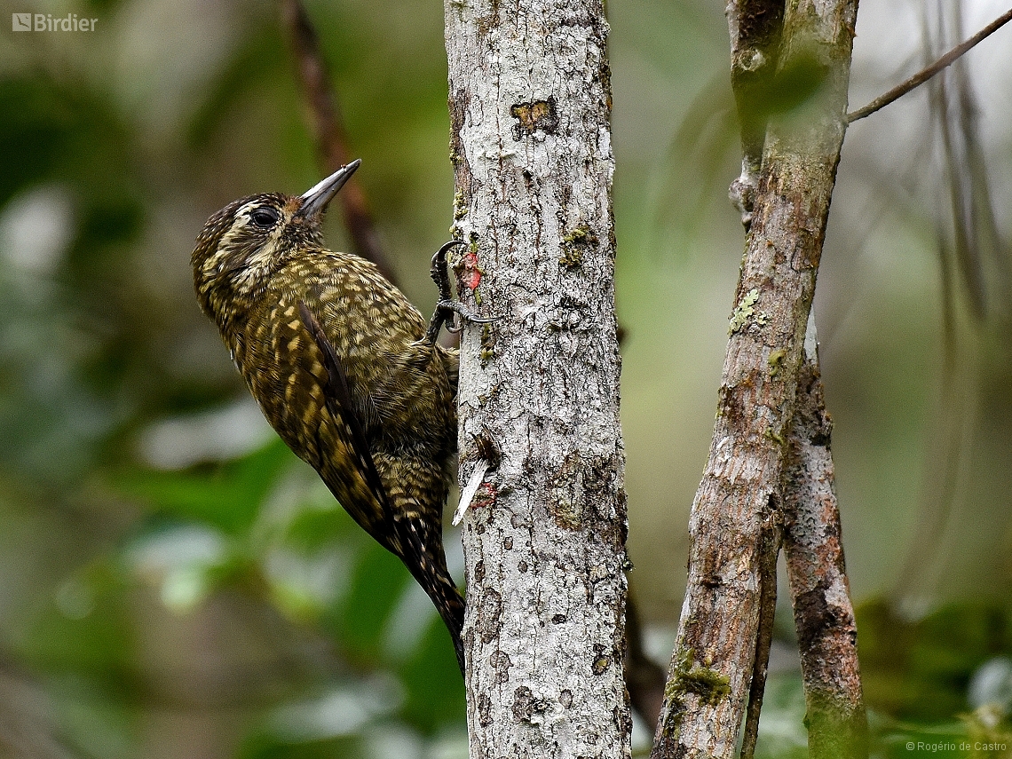 Veniliornis spilogaster