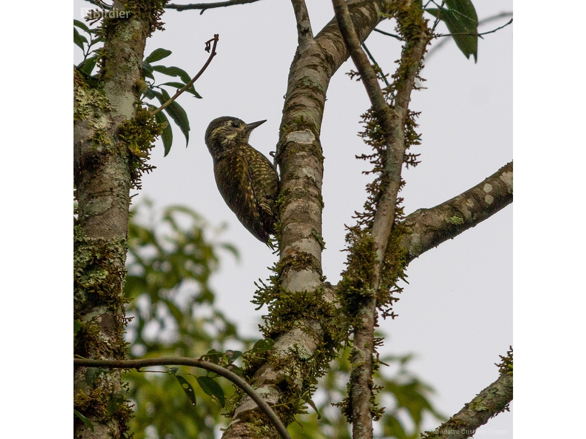 Veniliornis spilogaster