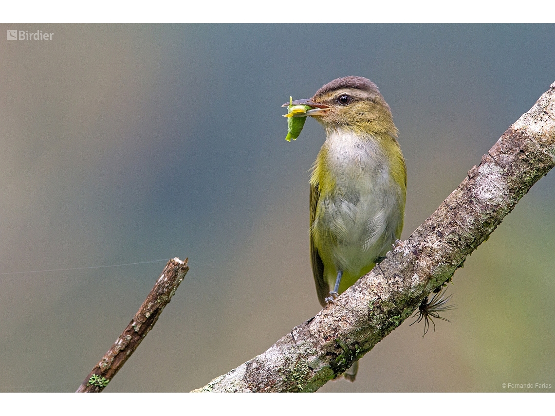 Vireo chivi