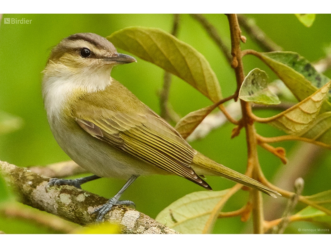 Vireo chivi