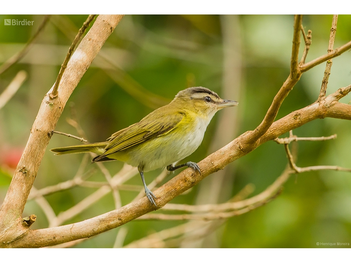 Vireo chivi