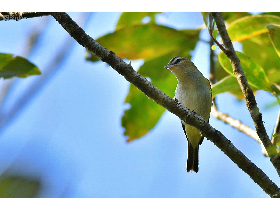 Vireo chivi