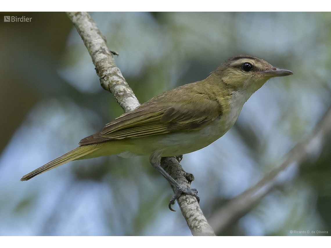 Vireo chivi