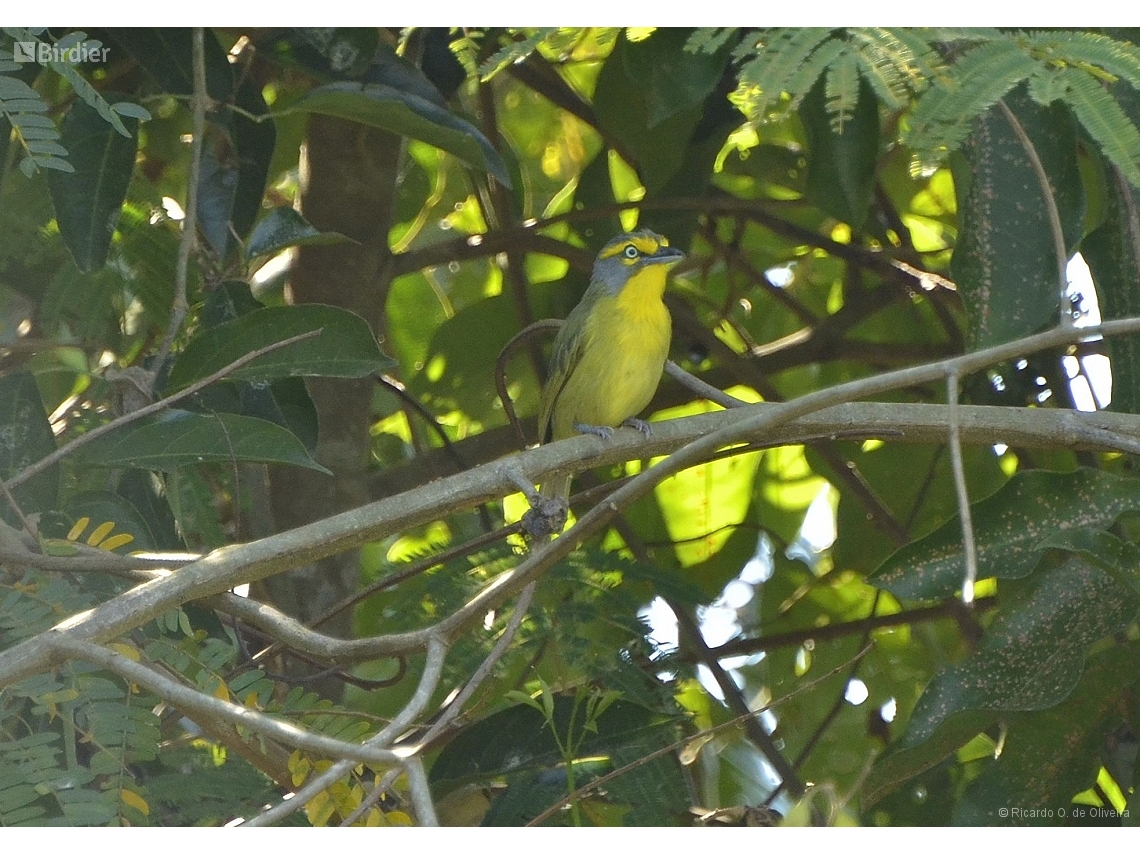 Vireolanius leucotis