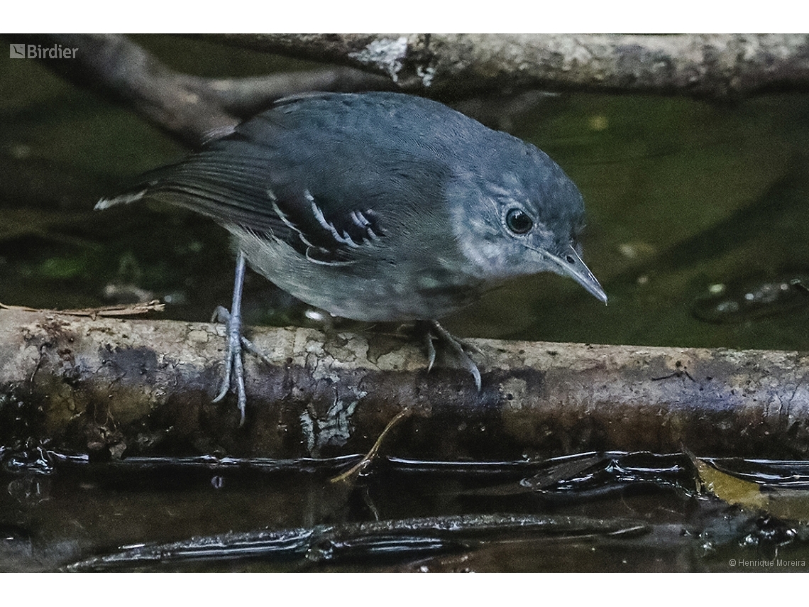 Willisornis vidua