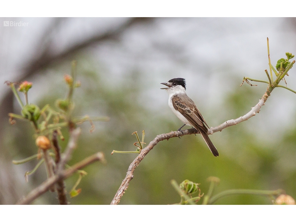 Xenopsaris albinucha