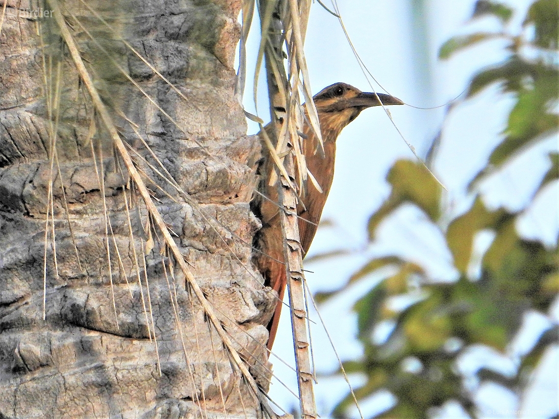 Xiphocolaptes falcirostris