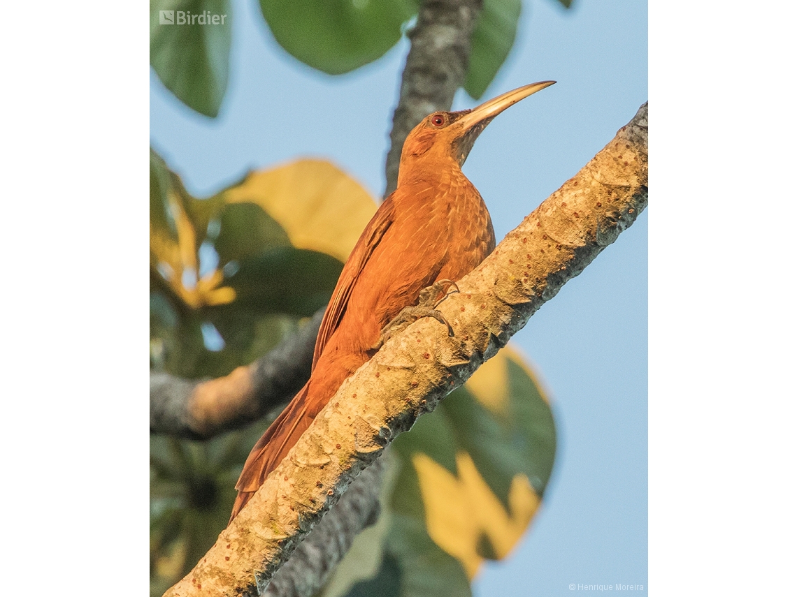 Xiphocolaptes major