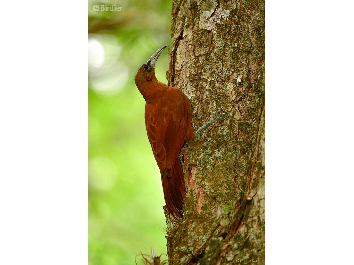 Xiphocolaptes major
