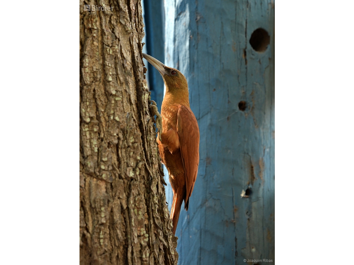 Xiphocolaptes major