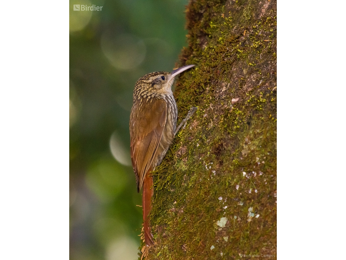 Xiphorhynchus fuscus