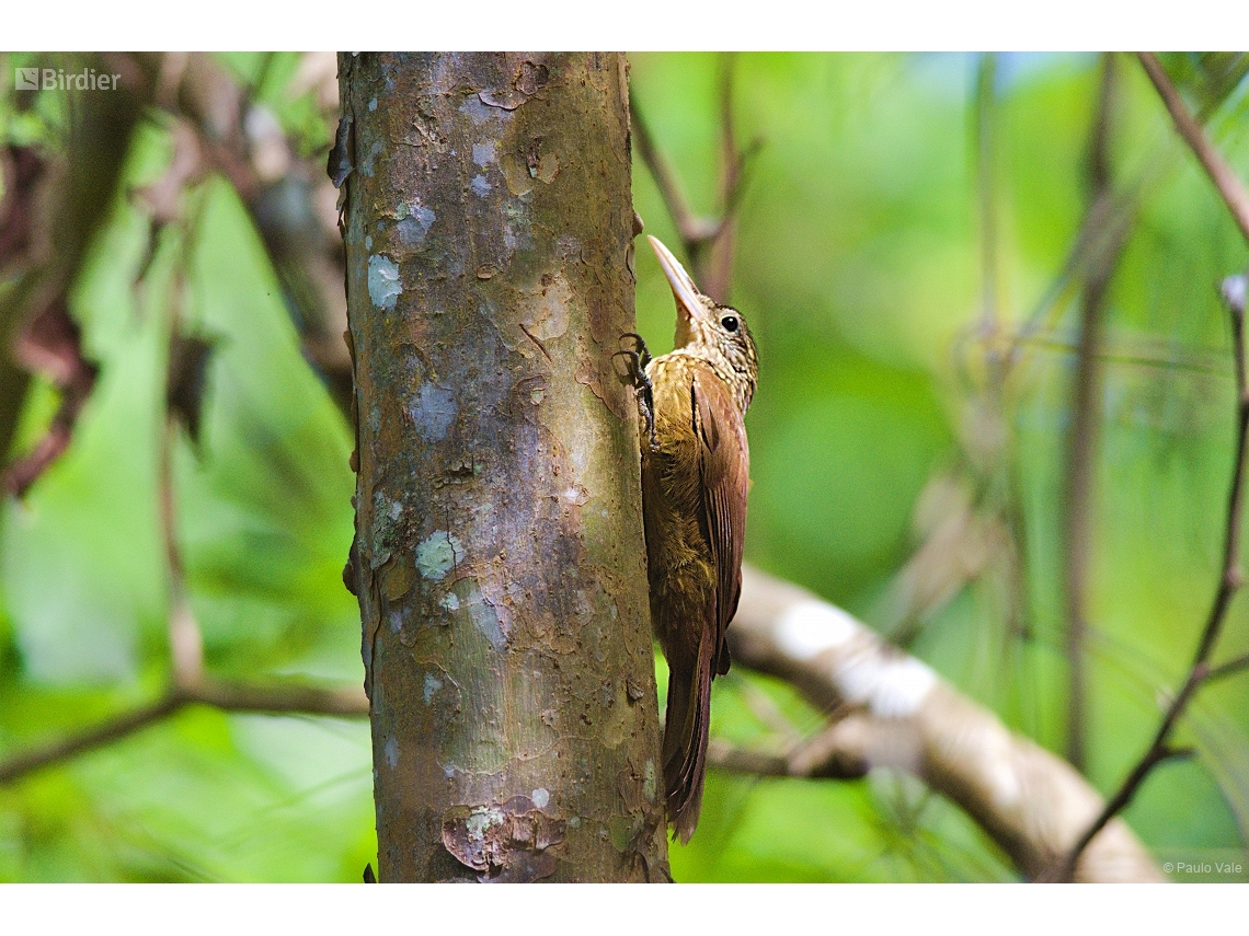 Xiphorhynchus guttatoides