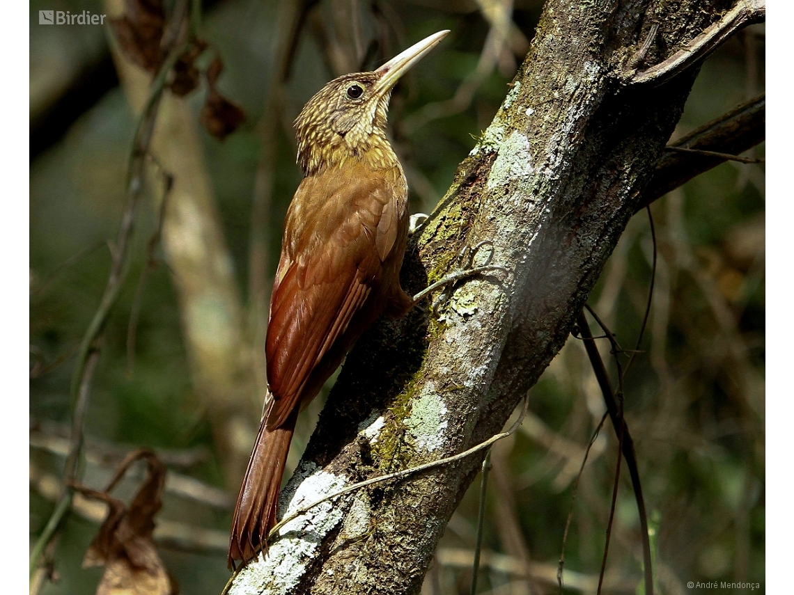 Xiphorhynchus guttatoides