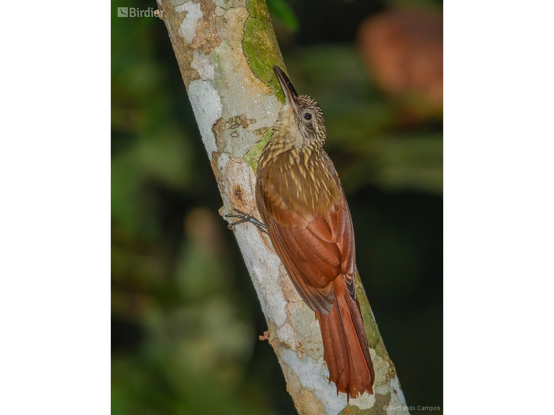 Xiphorhynchus guttatoides