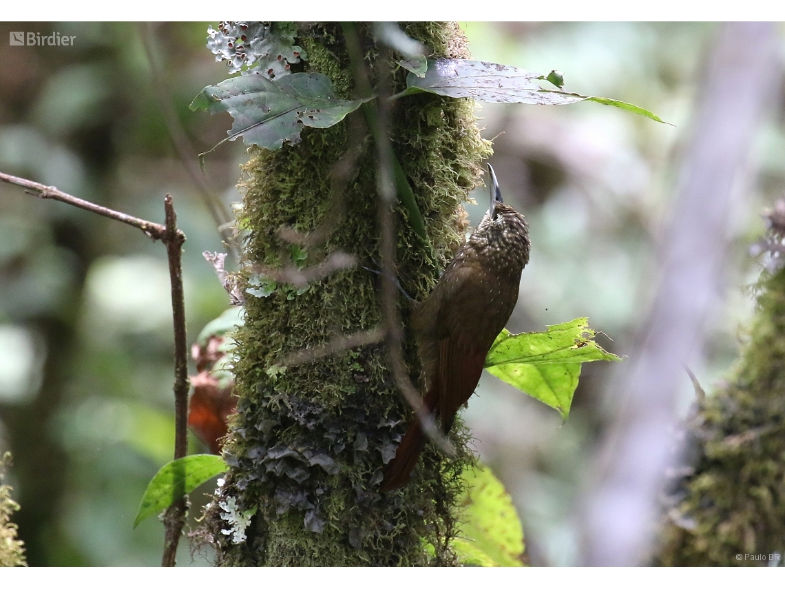 Xiphorhynchus triangularis