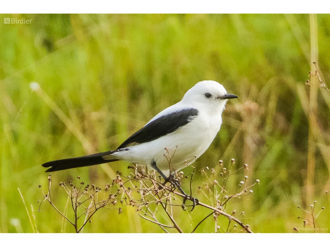 Heteroxolmis dominicana