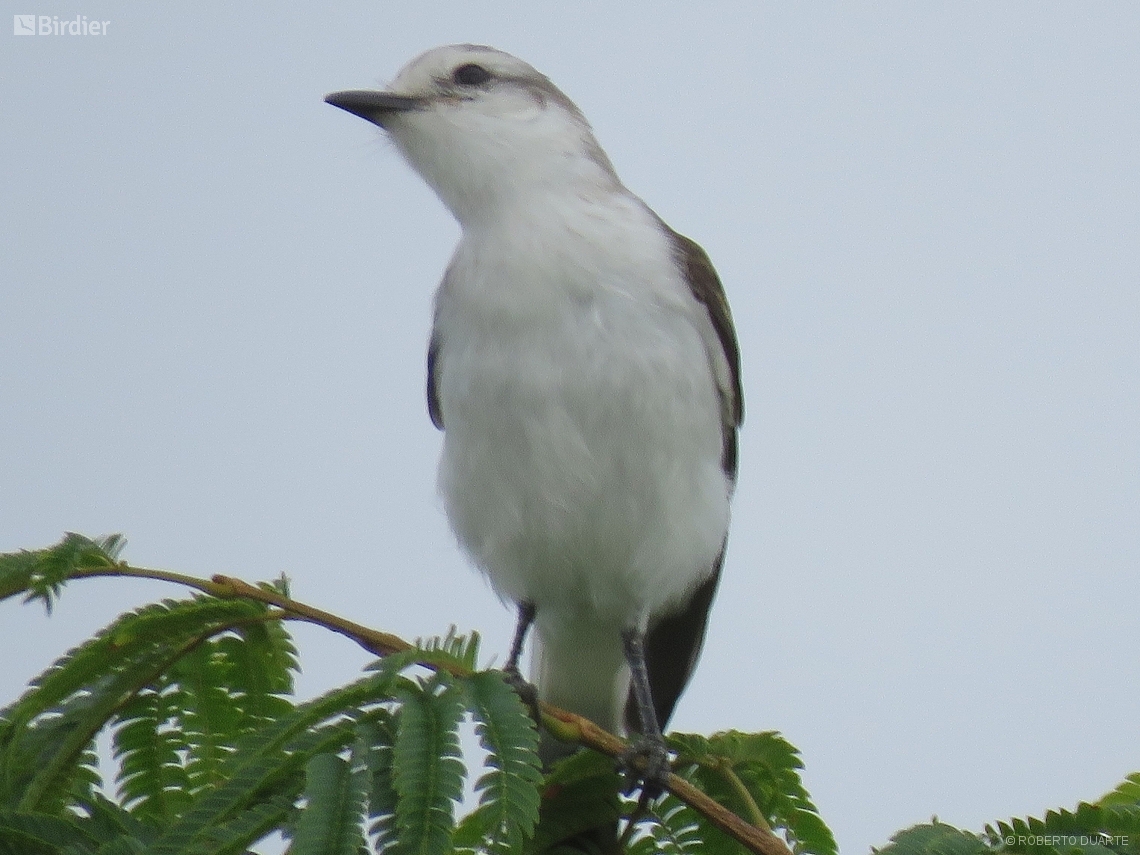 Xolmis velatus
