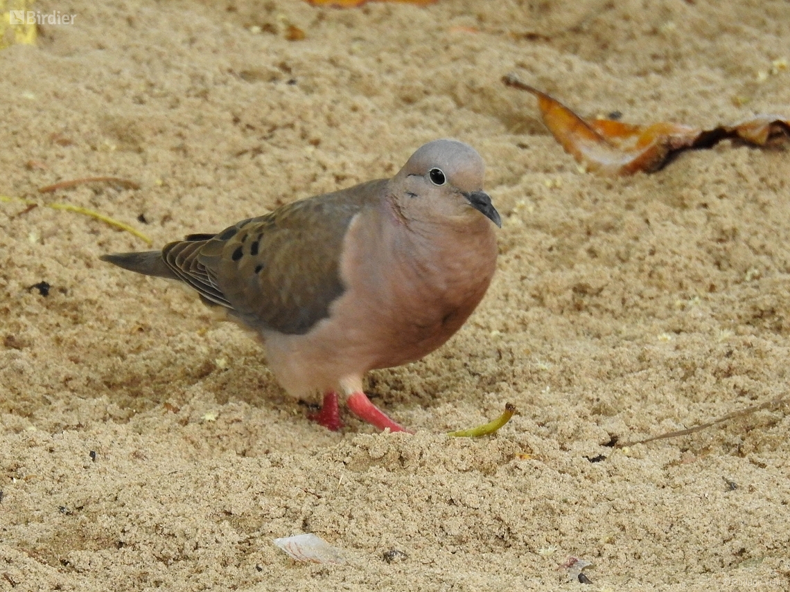 Zenaida auriculata