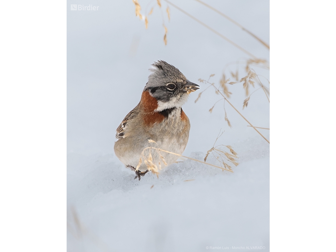 Zonotrichia capensis