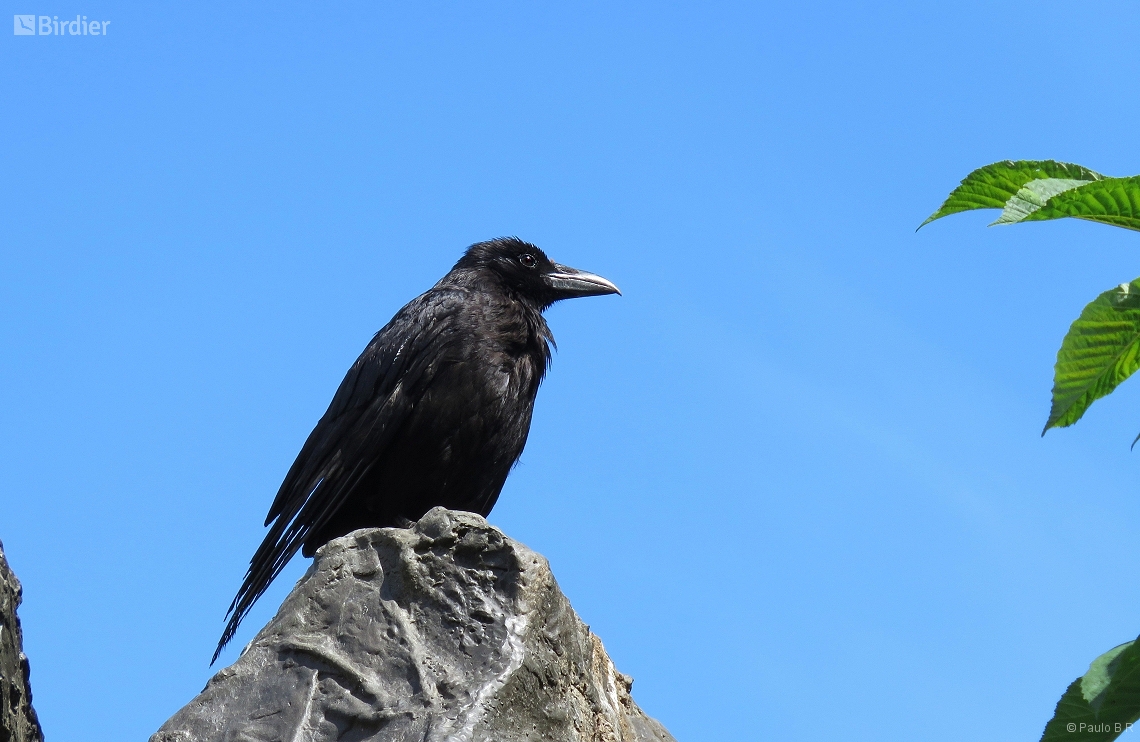 Photos of species Corvus corone Birdier